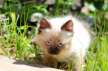 Картинка животные коты природа лето котёнок кошки