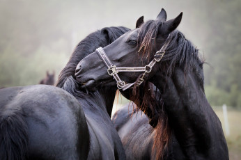 Картинка животные лошади шерсть окрас лошадь грива