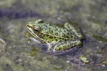 Картинка животные лягушки вода окрас природа лягушка