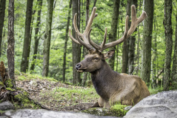 Картинка животные олени большой рога шерсть окрас олень
