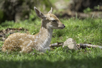 Картинка животные олени олень молодой окрас животное природа