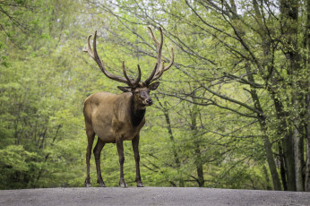 Картинка животные олени олень рога большой