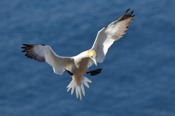 Картинка животные олуши белая птица олуша клюв лапки