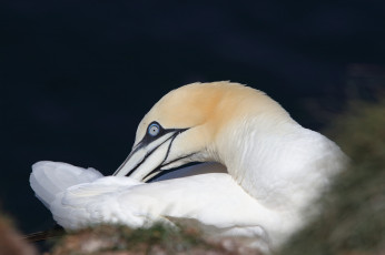 Картинка животные олуши лапки клюв белая птица олуша