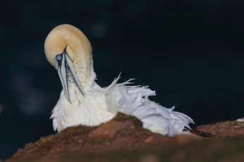 Картинка животные олуши олуша клюв птица белая