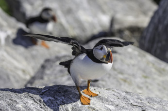 Картинка животные тупики птица цветы атлантический puffin профиль блики тупик