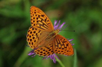Картинка животные бабочки +мотыльки +моли бабочка