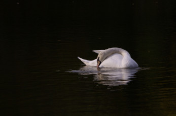 Картинка животные лебеди вечер минимализм свет красота грация птицы