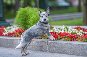 Картинка животные собаки dingobells dog-sokol australian cattle dog