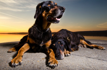 Картинка животные собаки пес