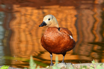 Картинка животные утки птицы природа огарь