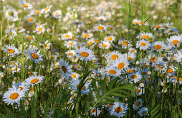 Картинка цветы ромашки цветение рязань россия рязанщина ромашковое поле природа лето красота