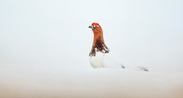 Картинка животные птицы окрас птица перья