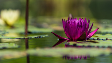 Картинка цветы лилии+водяные +нимфеи +кувшинки природа вода цветение кувшинка листья