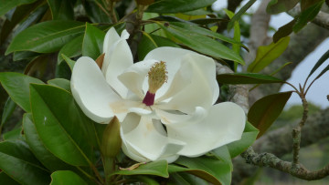 Картинка цветы магнолии белый макро магнолия