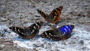 Картинка животные бабочки +мотыльки +моли бабочка