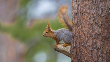 Картинка животные белки хвостик лапки ушка белка милашка