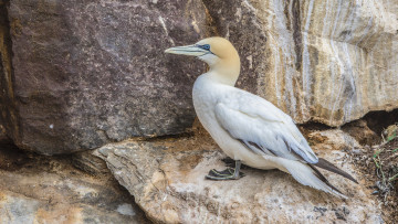 Картинка животные олуши птица олуша клюв белая