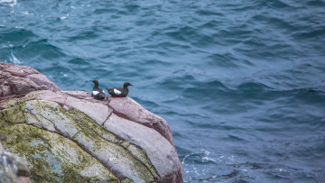 Картинка животные птицы перья окрас птица клюв