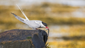 Картинка животные птицы перья птица окрас