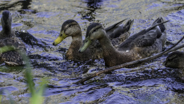 Картинка животные утки пара природа птицы вода озеро