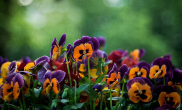 Картинка цветы анютины+глазки+ садовые+фиалки дача сад виола анютины глазки лето июнь роса макро утро