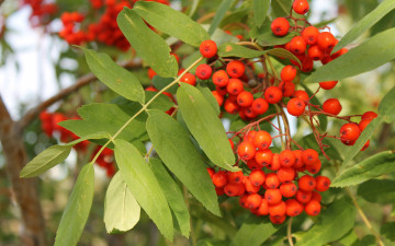 Картинка природа Ягоды +рябина гроздь рябины рябина осень
