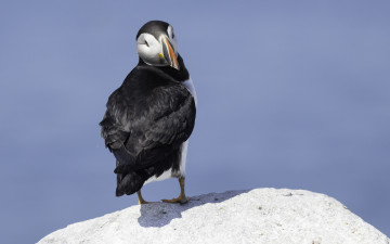 Картинка животные тупики окрас тупик птица