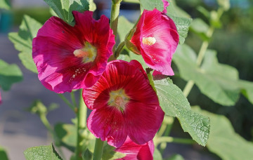 Картинка цветы мальвы мальва цветение бутоны красота яркость лепестки