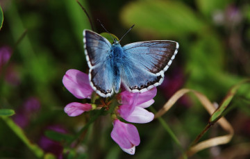 Картинка животные бабочки +мотыльки +моли бабочка