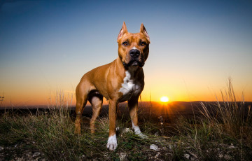 Картинка животные собаки пес