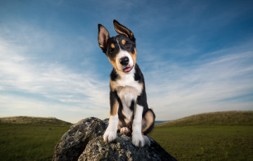 Картинка животные собаки пес