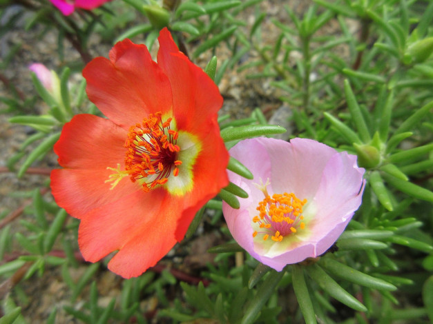 Обои картинки фото цветы, портулак, цвет, макро