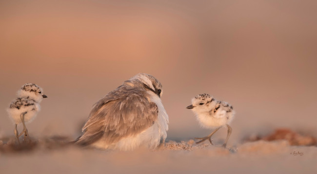 Обои картинки фото животные, птицы, клюв, перья, птица