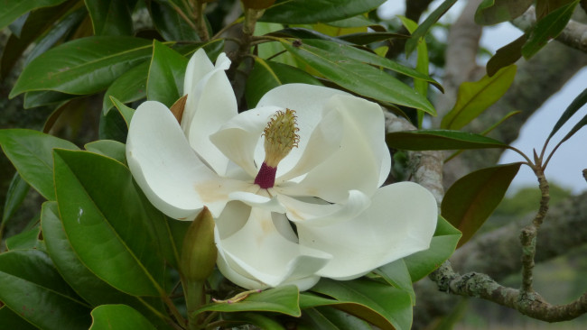 Обои картинки фото цветы, магнолии, белый, макро, магнолия