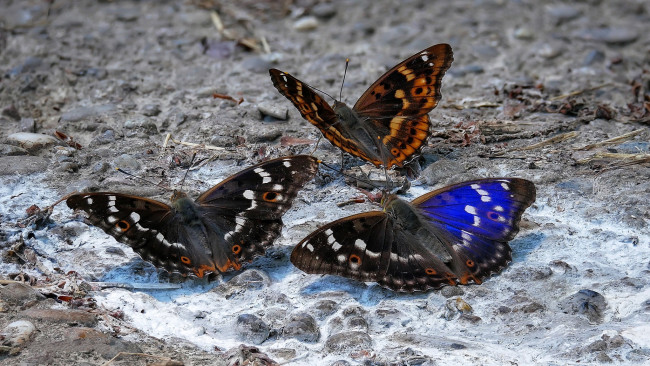 Обои картинки фото животные, бабочки,  мотыльки,  моли, бабочка