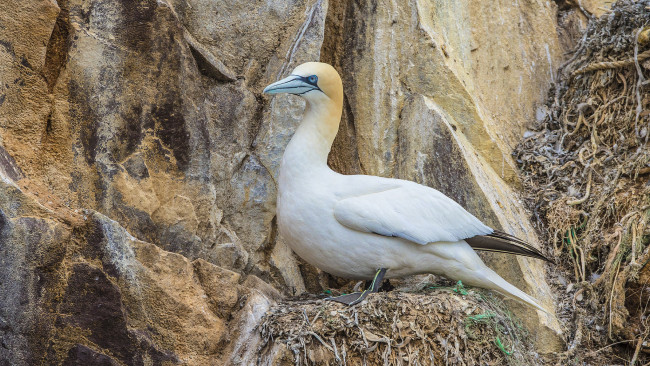 Обои картинки фото животные, олуши, олуша, белая, клюв, птица