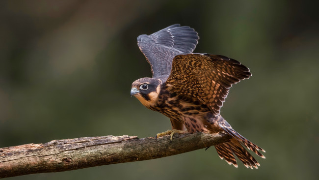 Обои картинки фото животные, птицы, птица, окрас, перья