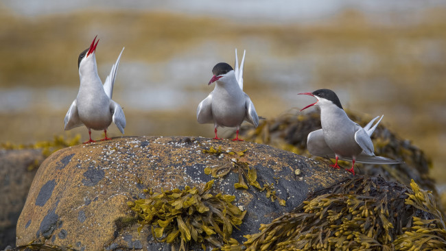 Обои картинки фото животные, птицы, птица, перья, окрас