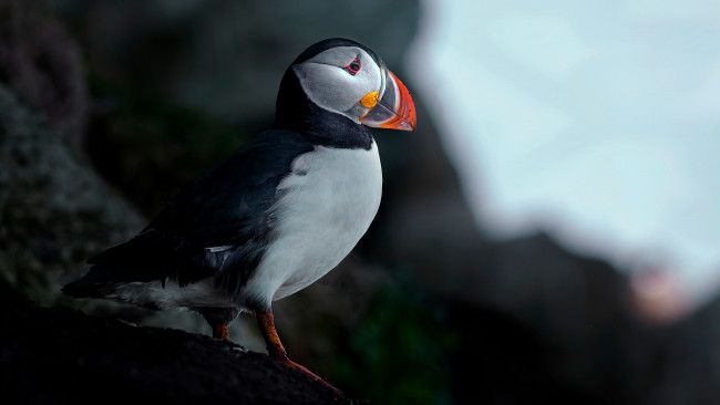 Обои картинки фото животные, тупики, окрас, птица, тупик