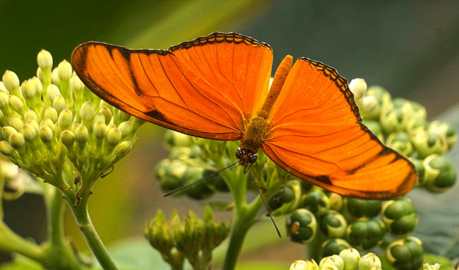 Обои картинки фото животные, бабочки,  мотыльки,  моли, бабочка