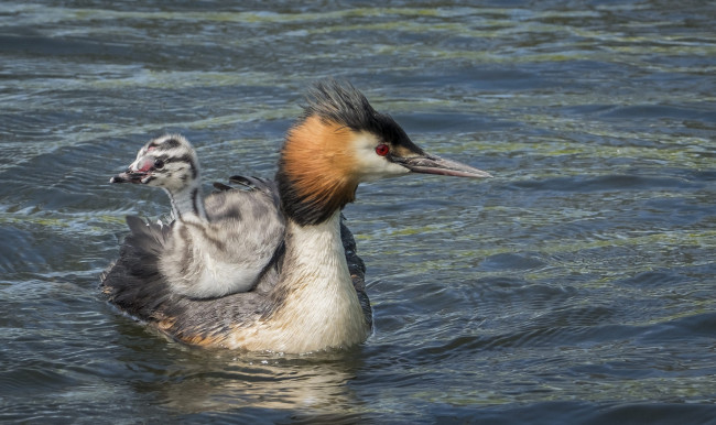 Обои картинки фото животные, Чомги , поганки, перья, птица, чомга, малыш, мама