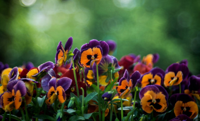Обои картинки фото цветы, анютины глазки , садовые фиалки, дача, сад, виола, анютины, глазки, лето, июнь, роса, макро, утро