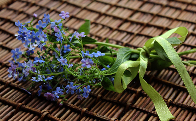 Обои картинки фото цветы, бруннера, букетик, весна, растения, флора