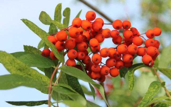 Обои картинки фото природа, Ягоды,  рябина, осень, гроздь, рябины, рябина