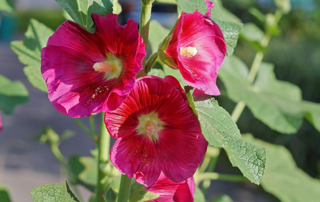 Обои картинки фото цветы, мальвы, мальва, цветение, бутоны, красота, яркость, лепестки