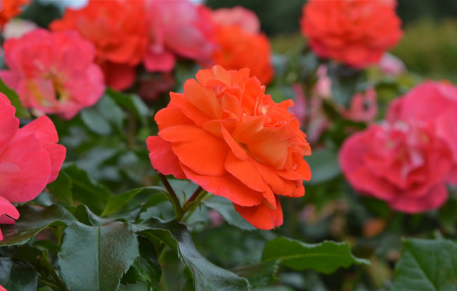 Обои картинки фото цветы, розы, роза, подарок