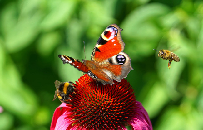 Обои картинки фото животные, бабочки,  мотыльки,  моли, бабочка