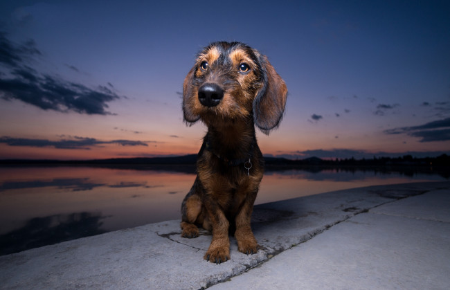 Обои картинки фото животные, собаки, пес