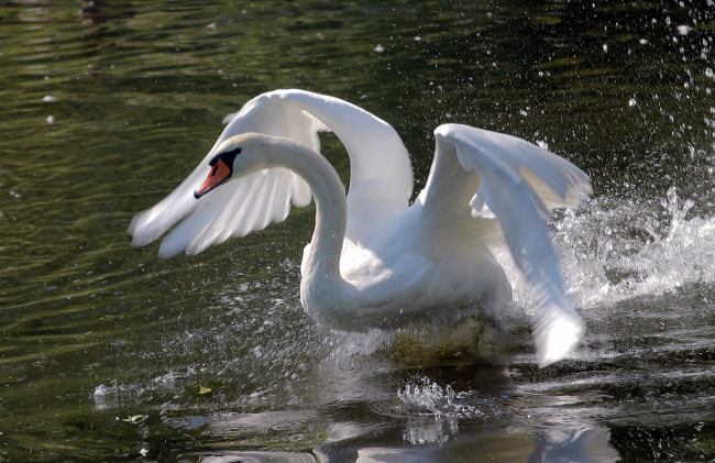 Обои картинки фото животные, лебеди, вода, птица, перья, лебедь